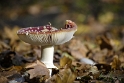 Pilz_DSC1046 Kopie.jpg   26.04